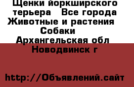 Щенки йоркширского терьера - Все города Животные и растения » Собаки   . Архангельская обл.,Новодвинск г.